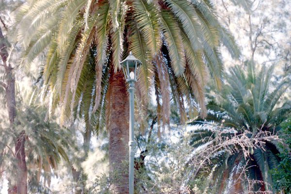 Palmboom op wandeling van Liapadades naar Vatos over Corfu-trail op Grieks eiland Corfu