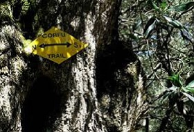 Wegwijzer op olijfboom tijdens wandeling over de Corfu-Trail, een verboden pad op Corfu tijdens wandelvakantie op Grieks eiland Corfu