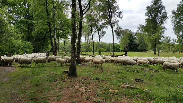 Wandelen over het Oudste Wandelpad van Nederland bij schapen in bossen bij Amerongen
