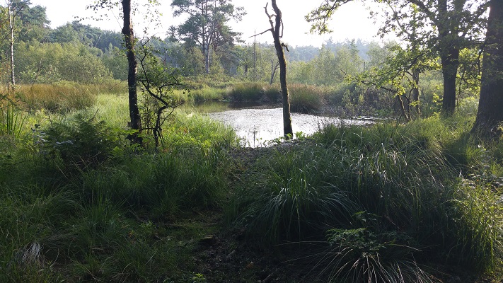 Wandelen over het Peerkepad bij het Kolkven in Oisterwijk