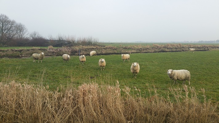 Wandelen over het Groot Frieslandpad langs schapen in weiland in Nij Beets
