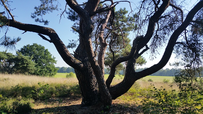 Wandelen over het Peelpad bij een eikenboom bij de Groote Slink