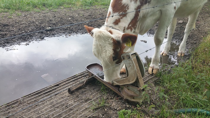 Wandelen over het Peelpad bij koeien op Landgoed Tongelaar