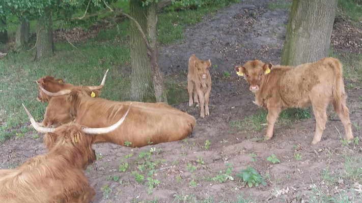 Peelpad-Langenboom-Grave-6 Wandelen over het Peelpad bij hooglanders bij het Langven