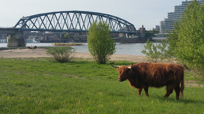 Wandelen over de Zuiderwaterlinie bij een Schotse Hooglander bij de Waalburg aan de Waal in Nijmegen