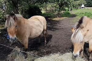 Wandelen over Achterhoekpad bij paarden in Westendorp