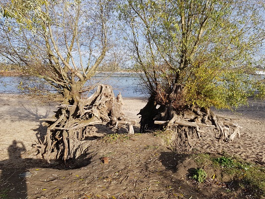 Wandelen over klompenpad Doddendaelpad langs bomen in uiterwaarden van de Waal