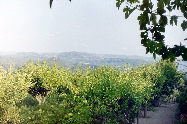 Olijfbomen op wandeling van Pandokratoros naar Vanioutades over Corfu-trail op Grieks eiland Corfu