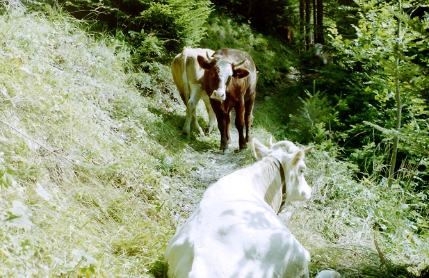 Koeien op wandelpad tijdens wandelreis in Zwitserland