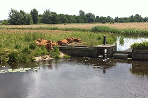 Wandelen over het Drenthepad bij koeien langs de Drentsche Aa
