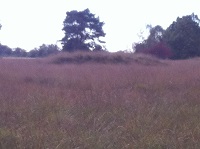 Dwingelose Heide op een wandeling over het Drenthepad van Hooghalen naar Elp