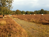 Dwingelerveld op een wandeling over het Drenthepad van Hooghalen naar Elp
