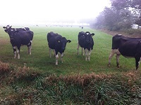 Koeien bij Wittelte op wandeling over Drenthepad van Diever naar Wittelte