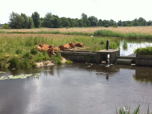 Koeien bij de Drentsche Aa over het Drenthepad van Peizerwold naar Glimmen