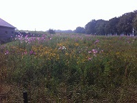 Bloemenweelde op wandeling over Drenthepad van Uffelte naar Ruinen