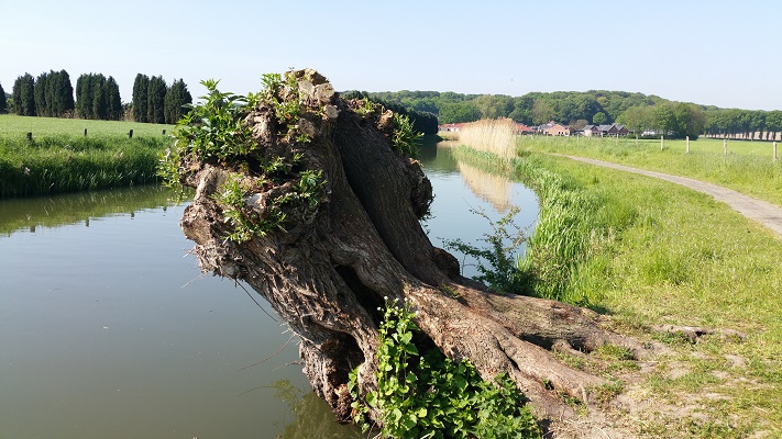 Wandelen over het Grebbeliniepad bij knotwilg langs het Valleikanaal