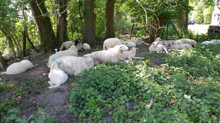 Wandelen over het Grebbeliniepad bij schapen langs de Grebbelinie