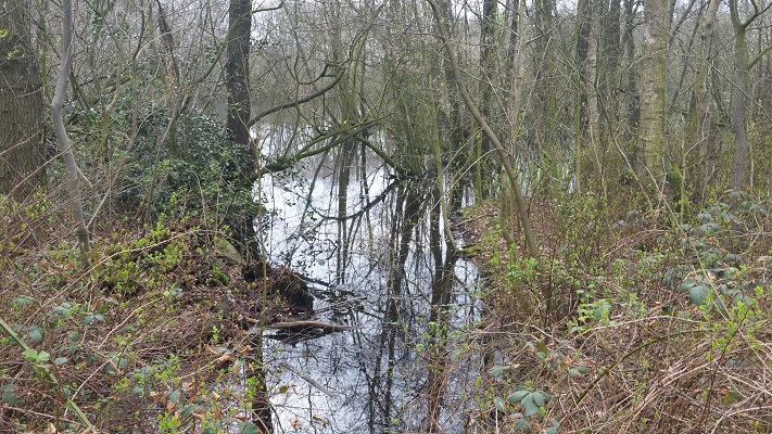 Wandelen over het Groot Frieslandpad bij het Kosterveen in Vries