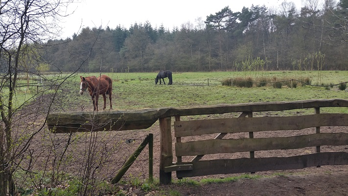 Wandelen over het Groot Frieslandpad door esdorpenlandschap bij Norg