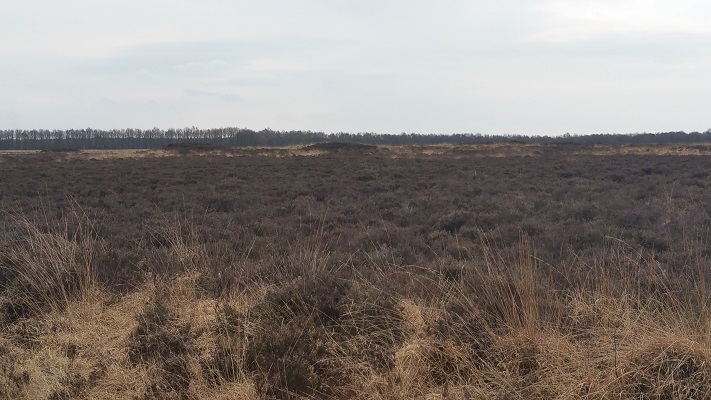 Wandelen over het Groot Frieslandpad over het Noordsche Veld