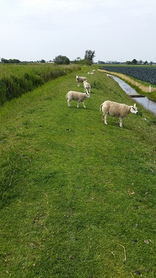 Wandelen over het Groot Frieslandpad langs schapen op de dijk langs het kanaal Kanaal Alkmaar-Kolhorn