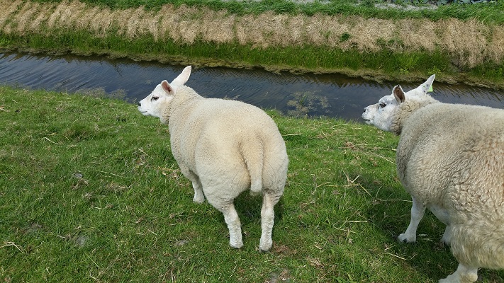 Wandelen over het Groot Frieslandpad bij schapen langs het Kanaal Alkmaar-Kolhorn