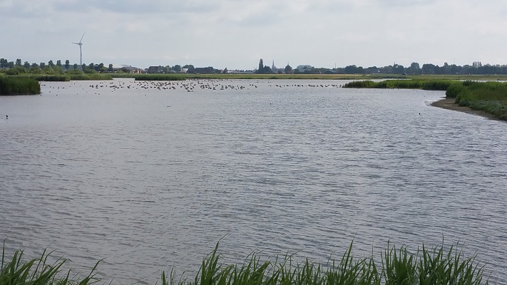 Wandelen over het Groot Frieslandpad door natuurgebied Twisk-Oostermare