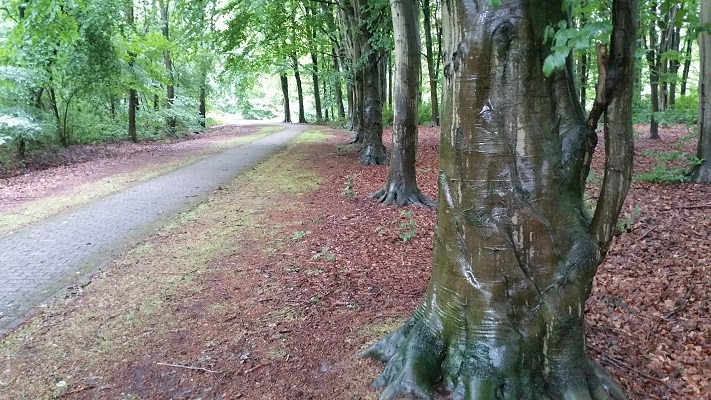 Wandelen over het Groot Frieslandpad langs beuken in Borgerspark in Veendam