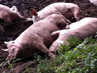 Varkens bij Overesch tijdens de dagwandeling Nijenhuis over het Hanzestedenpad