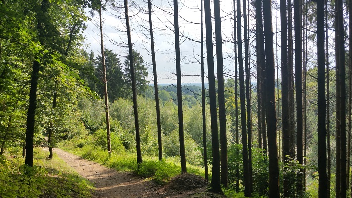 Bosweg langs naaldbomen tijdens wandeling over Hermannsweg van Brochterbeck naar Hockendes Weib op wandelreis in het Teuroburgerwald in Duitsland