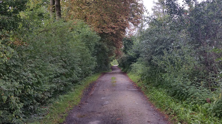 Bosweg tijdens wandeling over Hermannsweg van Brochterbeck naar Hockendes Weib op wandelreis in het Teuroburgerwald in Duitsland