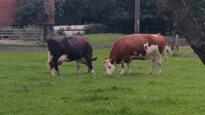 Grazende koeien tijdens wandeling over Hermannsweg van Brochterbeck naar Hockendes Weib op wandelreis in het Teuroburgerwald in Duitsland