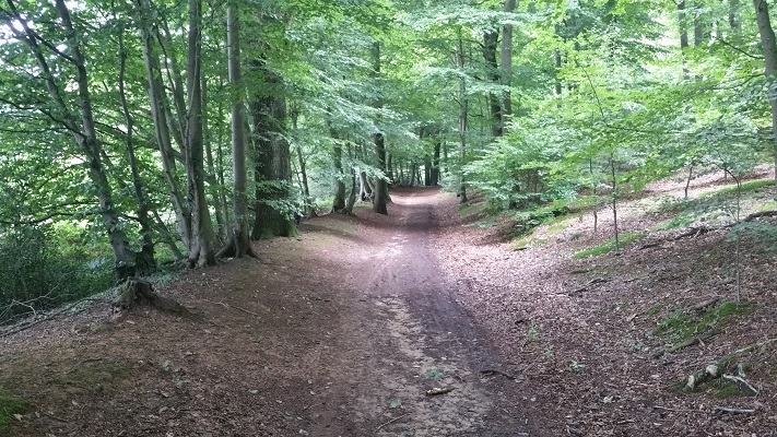 Boseg tijdens wandeling over Hermannsweg van Brochterbeck naar Hockendes Weib op wandelreis in het Teuroburgerwald in Duitsland