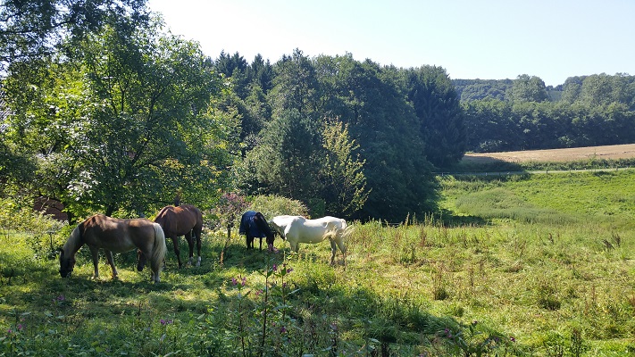 Paarden tijdens wandeling over Hermannsweg van Hagen naar Borgberg Duvensteine op wandelreis in het Teuroburgerwald in Duitsland