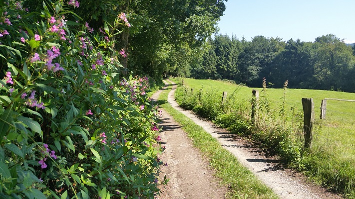 Landweg met bloemenweelde tijdens wandeling over Hermannsweg van Hagen naar Borgberg Duvensteine op wandelreis in het Teuroburgerwald in Duitsland