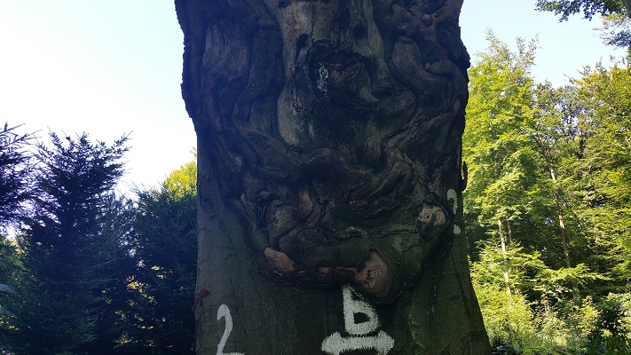 Mooie boom met markering tijdens wandeling over Hermannsweg van Hagen naar Borgberg Duvensteine op wandelreis in het Teuroburgerwald in Duitsland