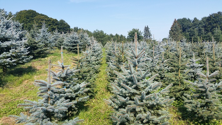 Naaldbomen tijdens wandeling over Hermannsweg van Hagen naar Borgberg Duvensteine op wandelreis in het Teuroburgerwald in Duitsland