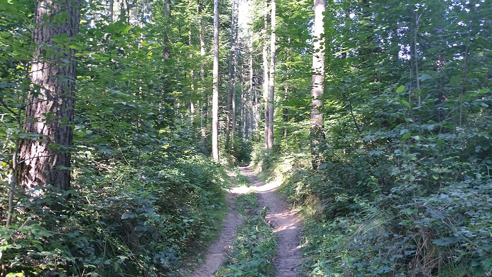 Boseg tijdens wandeling over Hermannsweg van Hagen naar Borgberg Duvensteine op wandelreis in het Teuroburgerwald in Duitsland