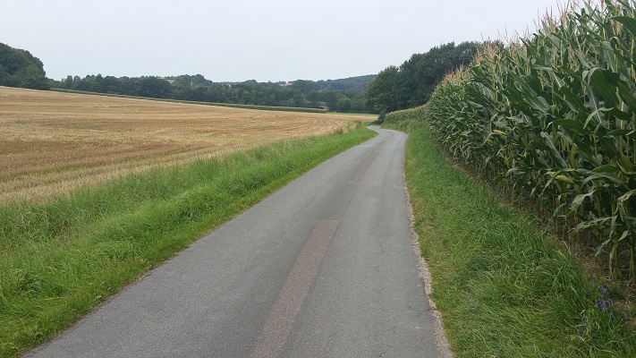 Landweg langs graanvelden en maïs tijdens wandeling over Hermannsweg van Tecklenburg naar Brochterbeck op wandelreis in het Teuroburgerwald in Duitsland