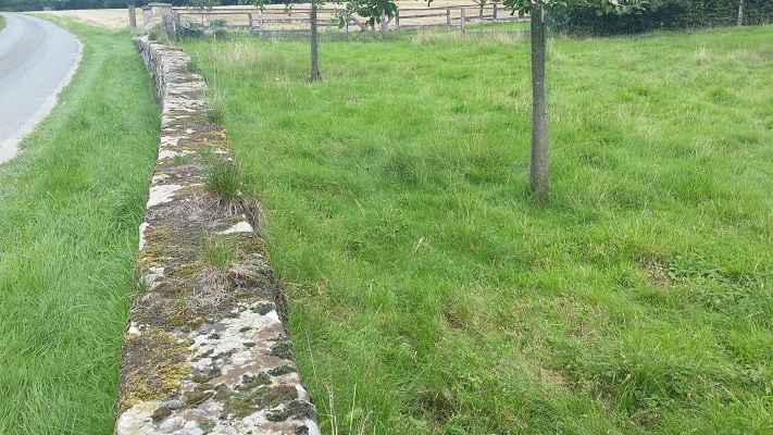 Muur met mos tijdens wandeling over Hermannsweg van Tecklenburg naar Brochterbeck op wandelreis in het Teuroburgerwald in Duitsland