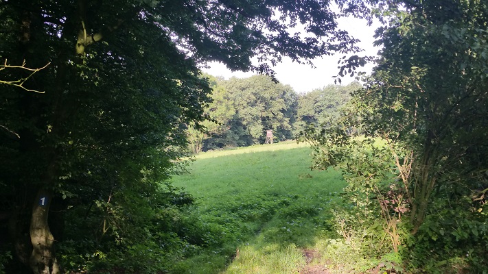 Doorkijkje in bos naar wachttoren tijdens wandeling over Hermannsweg van Tecklenburg naar Brochterbeck op wandelreis in het Teuroburgerwald in Duitsland