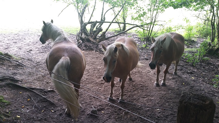 Paarden tijdens wandeling over Hermannsweg van Tecklenburg naar Brochterbeck op wandelreis in het Teuroburgerwald in Duitsland