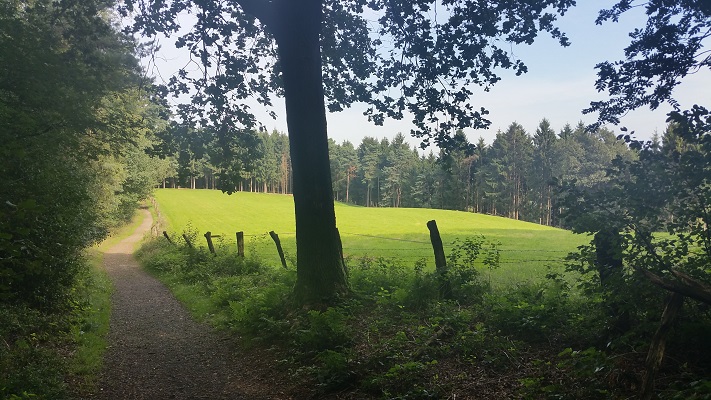 Bosweg tijdens wandeling over Hermannsweg van Tecklenburg naar Brochterbeck op wandelreis in het Teuroburgerwald in Duitsland