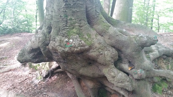 Boomstronken oude boom tijdens wandeling over Hermannsweg van Tecklenburg naar Brochterbeck op wandelreis in het Teuroburgerwald in Duitsland