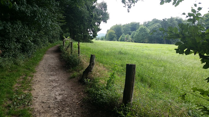Wandelpad langs bosrand tijdens wandeling over Hermannsweg van Tecklenburg naar Brochterbeck op wandelreis in het Teuroburgerwald in Duitsland