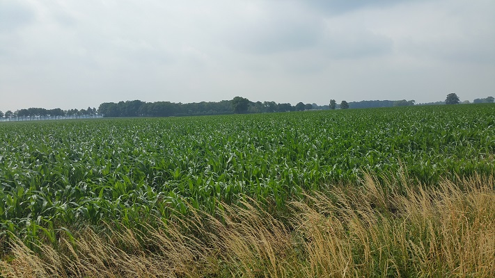 Wandelen over het Hugo de Grootpad bij maïsvelden richting Baarlesebaan