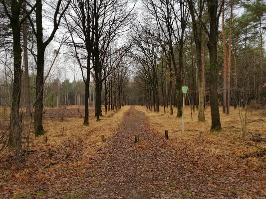 Stiphoutse Bossen tijdens een IVN-wandeling bij Stiphout in Noord-Brabant