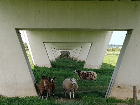 Wandelen over klompenpad Batouwepad bij schapen onder brug overstroomgebied