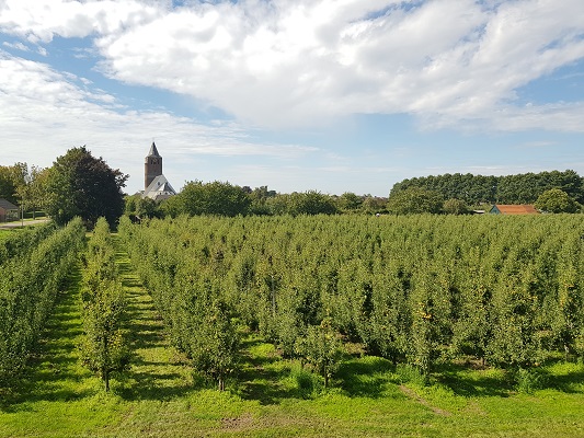 Wandelen over klompenpad Batouwepad bij boomgaarden met zicht op de kerk in Lienden