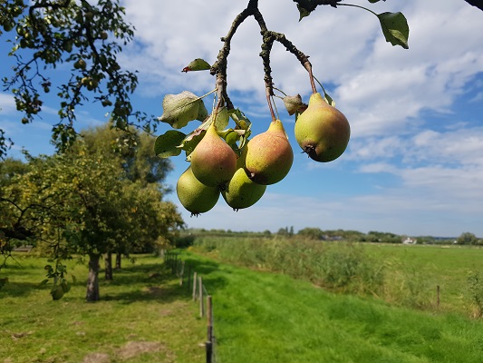 Wandelen over klompenpad Batouwepad bij perenoogst in de Betuwe